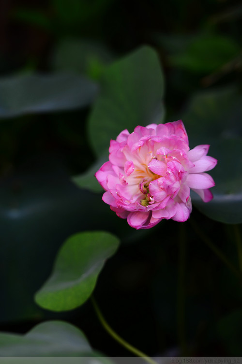 【深圳 · 洪湖公园】 花拆，蓦然夏中 - 小鱼滋味 - 小鱼滋味