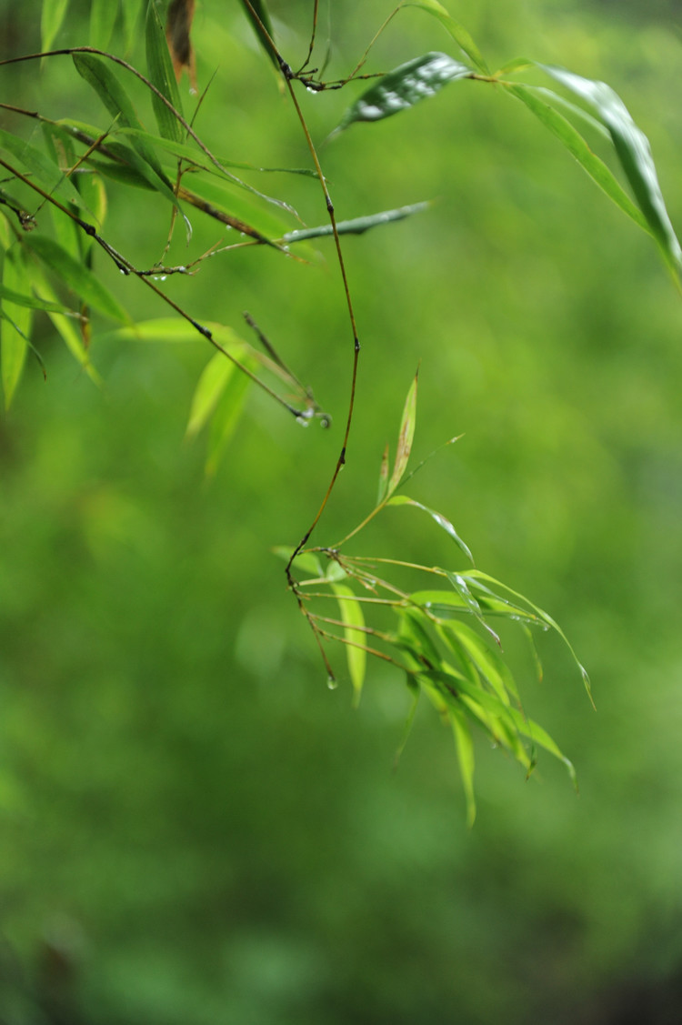 【走进贵州】之十一 赤水竹海 - 小鱼滋味 - 小鱼滋味