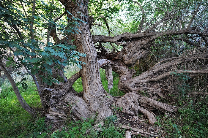 在那遥远的地方（之十 库车老城－库车王府－大清真寺－天山神木园－阿克苏） - 小鱼滋味 - 小鱼滋味