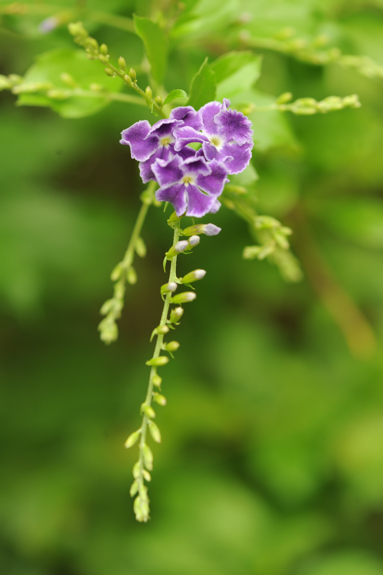 【2011国庆深圳公园游】 那些花儿--莲花山公园 - 小鱼滋味 - 小鱼滋味