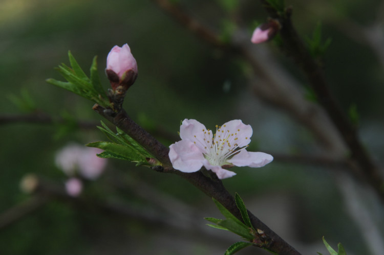 【无锡之春】 梅，洒落的花瓣雨 - 小鱼滋味 - 小鱼滋味