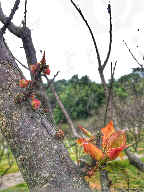 梅，未寒 - 小鱼滋味 - 小鱼滋味