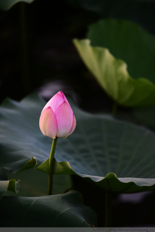 【深圳 · 洪湖公园】 花拆，蓦然夏中 - 小鱼滋味 - 小鱼滋味