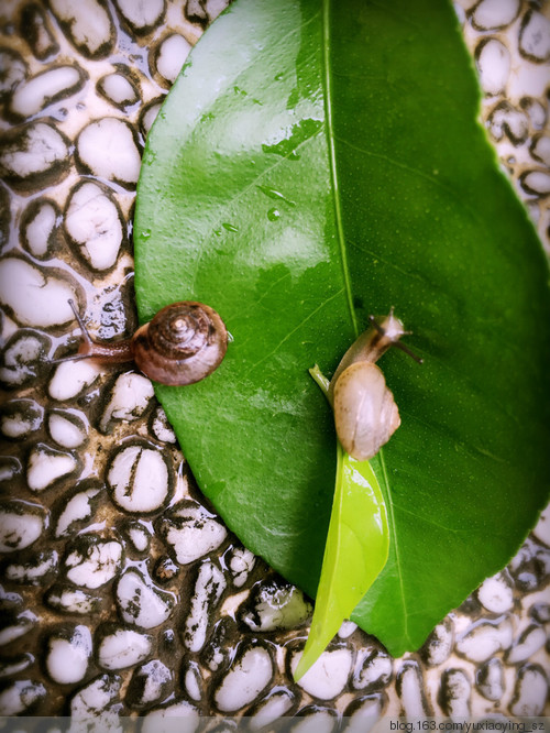 小蜗牛,让我带着你回家 - 小鱼滋味 - 小鱼滋味 小蜗牛,让我带着你回家 - 小鱼滋味 - 小鱼滋味