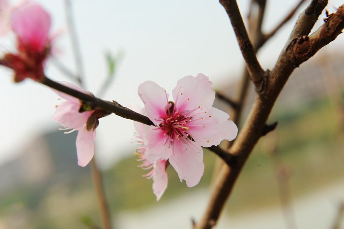 再续桃花缘 - 小鱼滋味 - 小鱼滋味