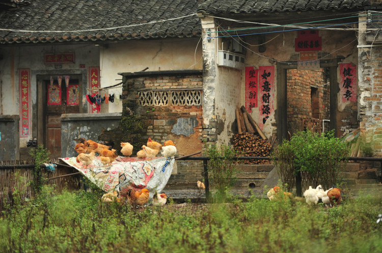 苏家围 - 小鱼滋味 - 小鱼滋味