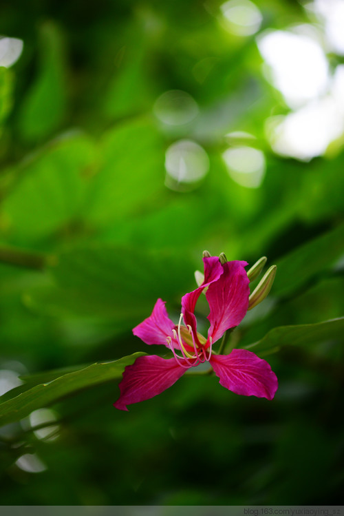 【深圳 · 中心公园】 春天里，百花香 - 小鱼滋味 - 小鱼滋味