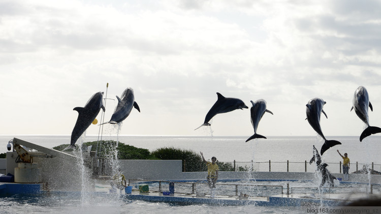 【二入瀛洲】 冲绳岛一天，游万座毛、古宇利大桥、水族馆，吃美味豚肉 - 小鱼滋味 - 小鱼滋味