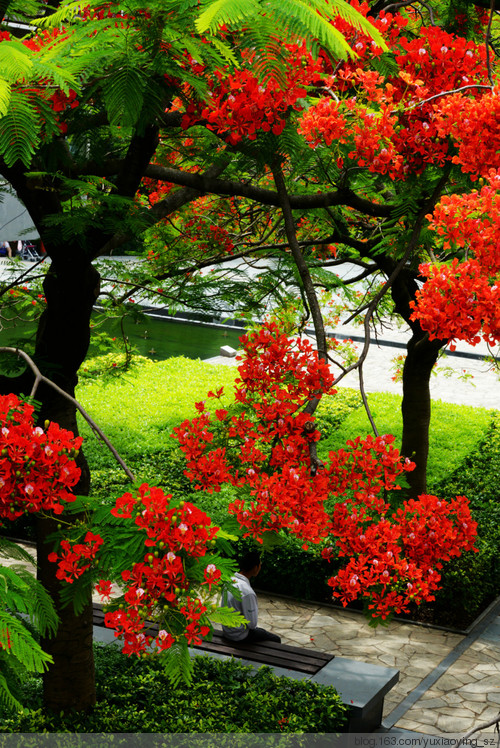 花开时节动鹏城 - 小鱼滋味 - 小鱼滋味