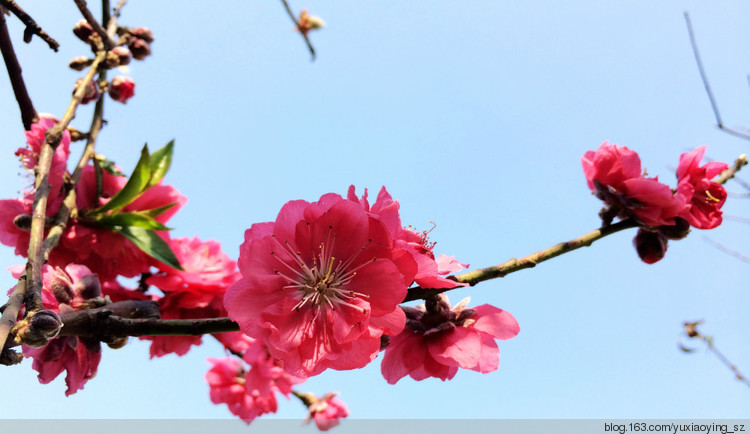 【东莞 · 松山湖】大年初一赏桃花，甲午新春春来早 - 小鱼滋味 - 小鱼滋味