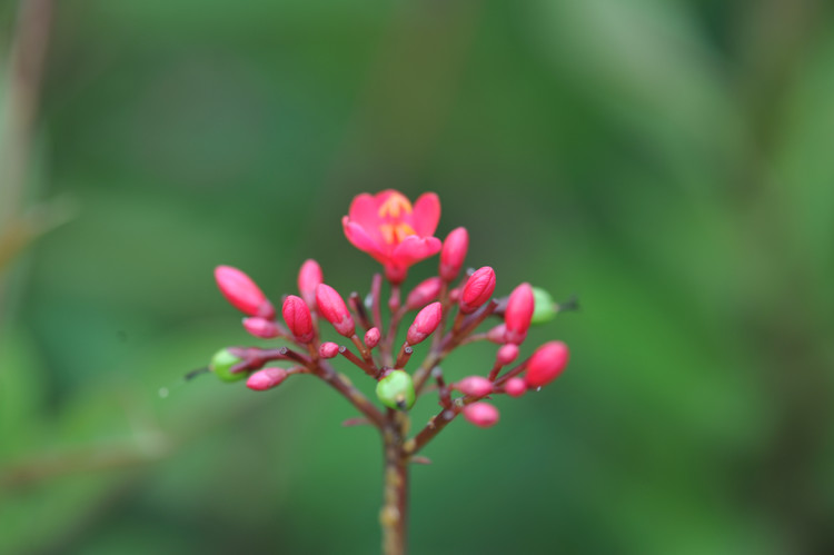 平峦山公园的花儿 - 小鱼滋味 - 小鱼滋味