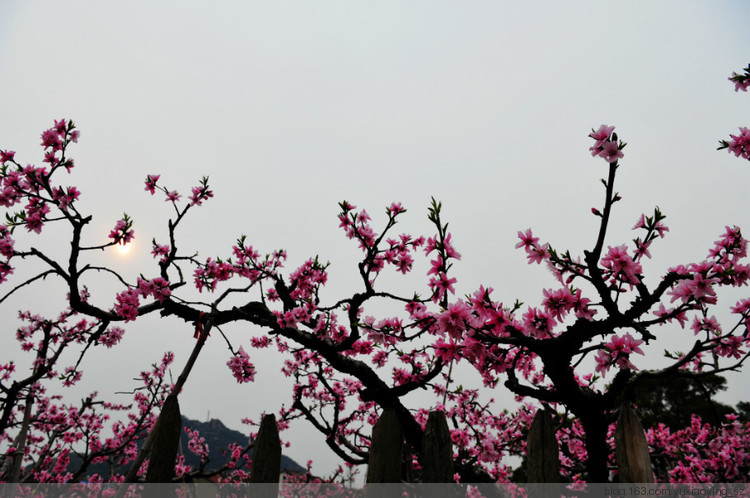 【无锡】阳山桃花 - 小鱼滋味 - 小鱼滋味