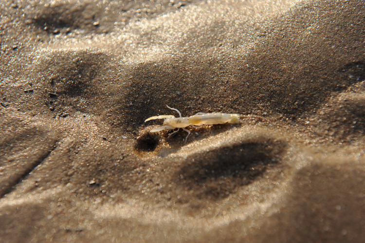 2009，印象河北（之六  老龙头 山海关 鸽子窝 北戴河） - 小鱼滋味 - 小鱼滋味