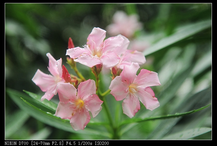 2011年05月23日 - 小鱼滋味 - 小鱼滋味