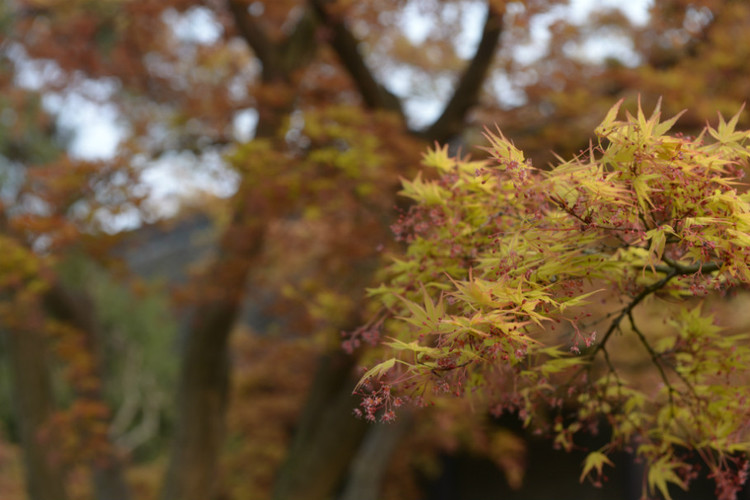 【京口瓜洲春水间】 扬州 · 瘦西湖（花草篇） - 小鱼滋味 - 小鱼滋味