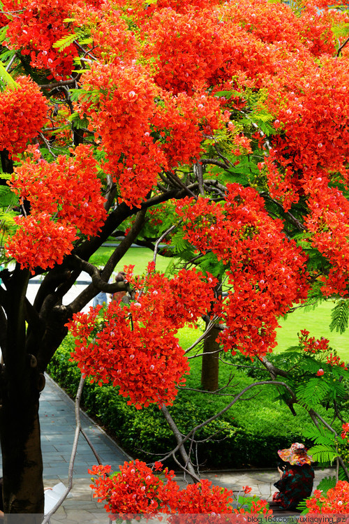 花开时节动鹏城 - 小鱼滋味 - 小鱼滋味