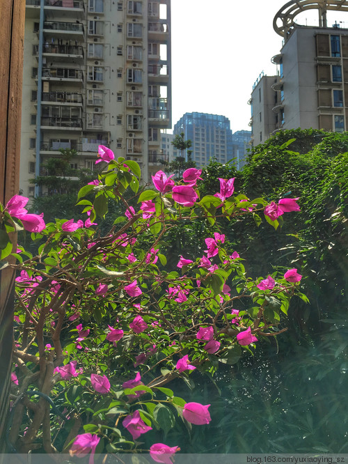 繁花似锦 · 生日快乐 - 小鱼滋味 - 小鱼滋味