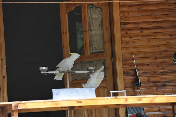姑婆山公园的鹦鹉表演 - 小鱼滋味 - 小鱼滋味