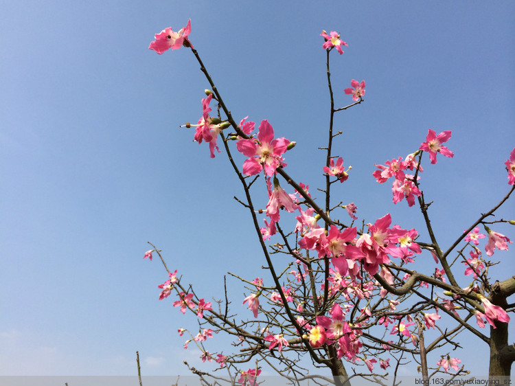 【东莞 · 松山湖】大年初一赏桃花，甲午新春春来早 - 小鱼滋味 - 小鱼滋味