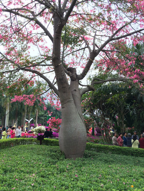 那棵开花的树 - 小鱼滋味 - 小鱼滋味