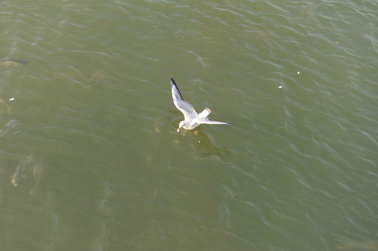 2009,印象河北(之六 老龙头 山海关 鸽子窝 北戴河) - 小鱼滋味 - 小鱼滋味 2009,印象河北(之六 老龙头 山海关 鸽子窝 北戴河) - 小鱼滋味 - 小鱼滋味