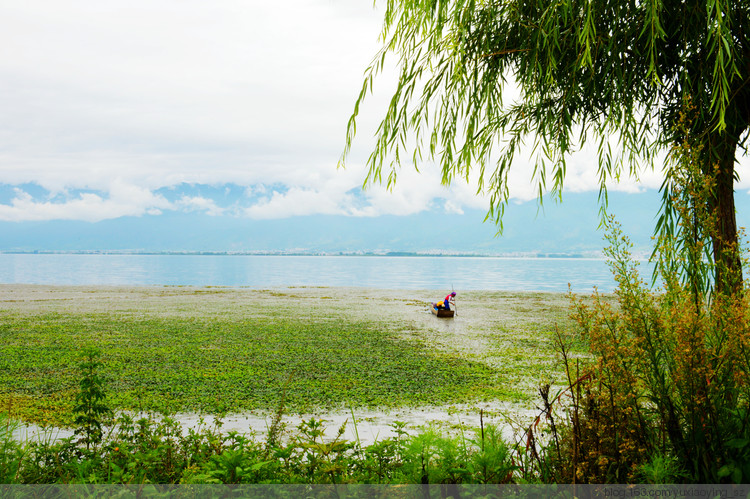 【一路向西去大理】 苍洱美景在挖色，无尽浪漫 - 小鱼滋味 - 小鱼滋味