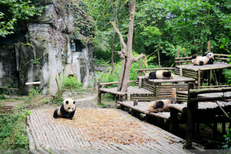 【带着宝宝去旅行】 成都 熊猫基地  锦里 - 小鱼滋味 - 小鱼滋味