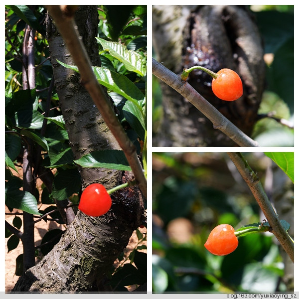 【五月，淡紫色的青岛】 凉泉村樱桃园，山色峪樱桃节 - 小鱼滋味 - 小鱼滋味