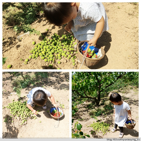 【五月，淡紫色的青岛】 凉泉村樱桃园，山色峪樱桃节 - 小鱼滋味 - 小鱼滋味