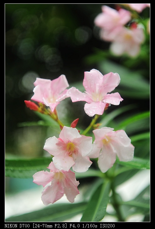 2011年05月23日 - 小鱼滋味 - 小鱼滋味