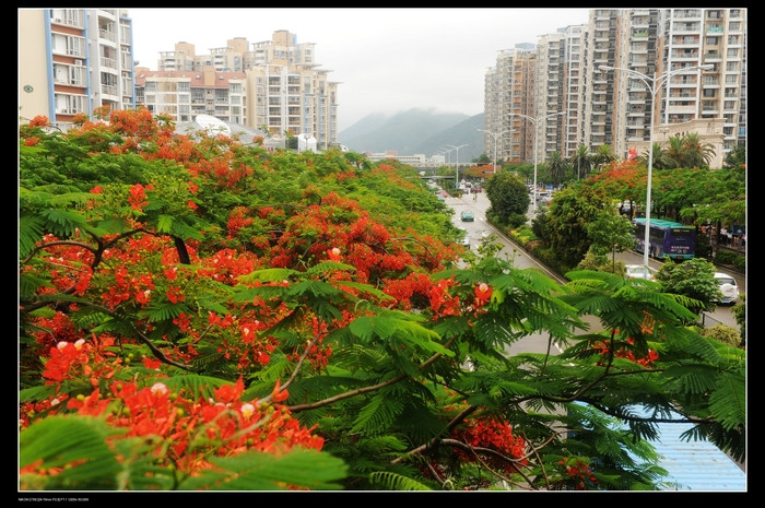 凤凰花又开 - 小鱼滋味 - 小鱼滋味