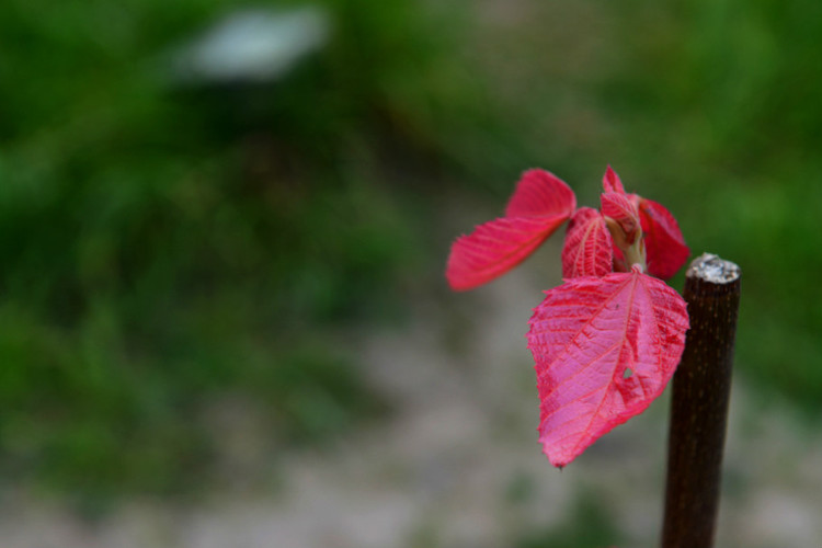 【京口瓜洲春水间】 扬州 · 瘦西湖（花草篇） - 小鱼滋味 - 小鱼滋味