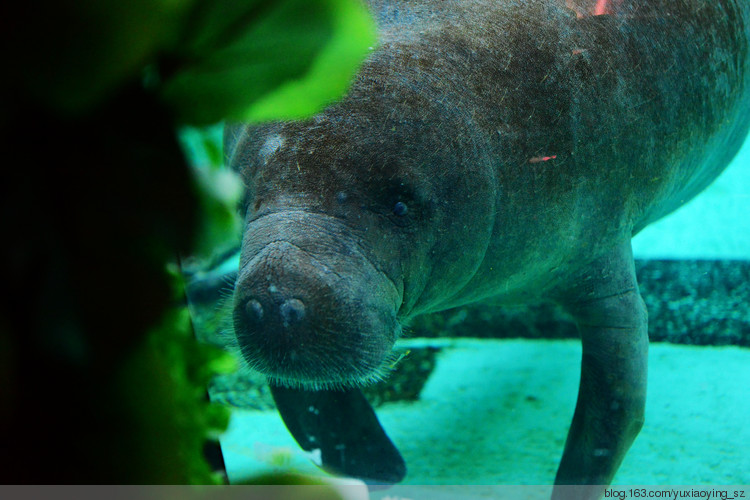 【二入瀛洲】 冲绳岛一天，游万座毛、古宇利大桥、水族馆，吃美味豚肉 - 小鱼滋味 - 小鱼滋味