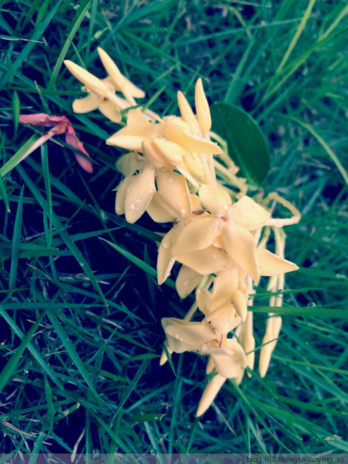 朝阳、雨露和花花世界，好久不见 - 小鱼滋味 - 小鱼滋味