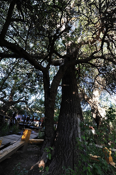 在那遥远的地方（之十 库车老城－库车王府－大清真寺－天山神木园－阿克苏） - 小鱼滋味 - 小鱼滋味