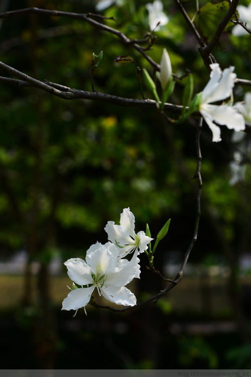 【深圳 · 中心公园】 春天里，百花香 - 小鱼滋味 - 小鱼滋味