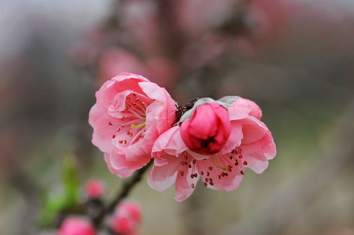 桃花依旧笑春风 - 小鱼滋味 - 小鱼滋味