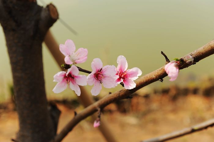 再续桃花缘 - 小鱼滋味 - 小鱼滋味