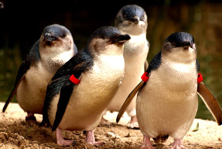 墨尔本 菲利普岛 企鹅岛企鹅归巢 门票