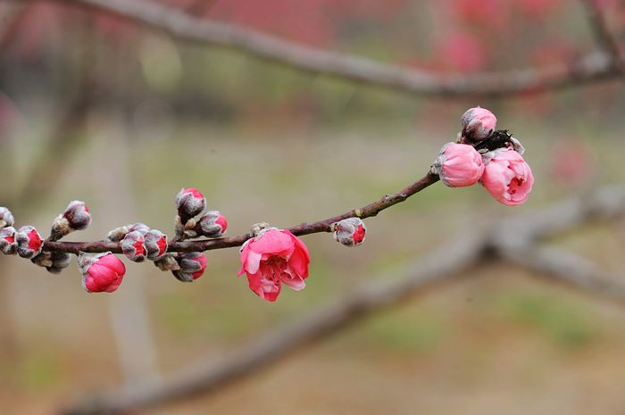 桃花依旧笑春风 - 小鱼滋味 - 小鱼滋味