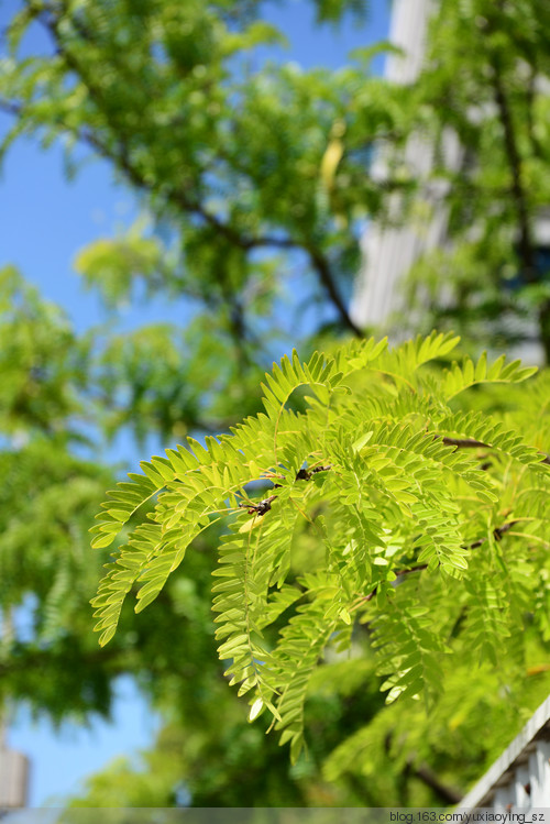 【在夏天里过年】 大年初一，在夏天里走走 - 小鱼滋味 - 小鱼滋味