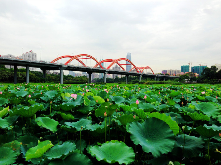 深圳 · 洪湖公园的夏雨荷 - 小鱼滋味 - 小鱼滋味