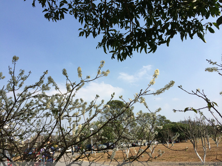 【东莞 · 松山湖】大年初一赏桃花，甲午新春春来早 - 小鱼滋味 - 小鱼滋味