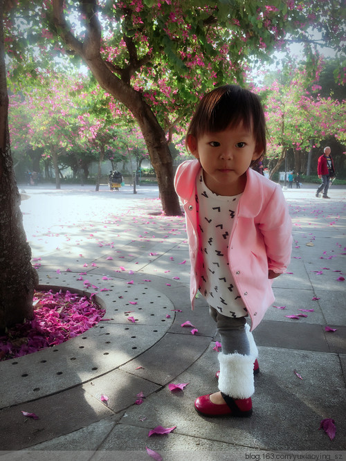 【触摸香港】 屯门公园的紫荆花季 - 小鱼滋味 - 小鱼滋味