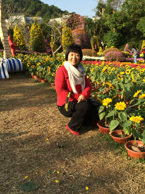 【深圳东湖公园】 菊花 - 小鱼滋味 - 小鱼滋味