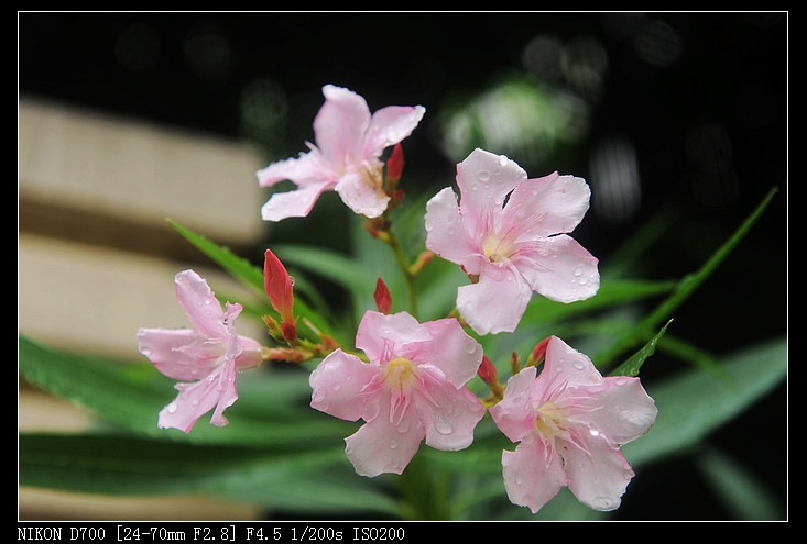 2011年05月23日 - 小鱼滋味 - 小鱼滋味