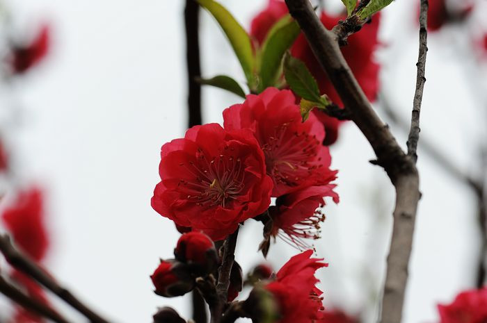 桃花依旧笑春风 - 小鱼滋味 - 小鱼滋味