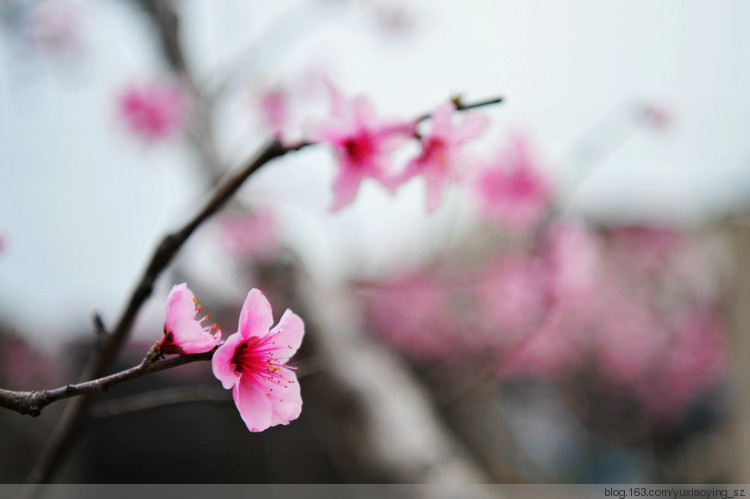 【无锡】阳山桃花 - 小鱼滋味 - 小鱼滋味