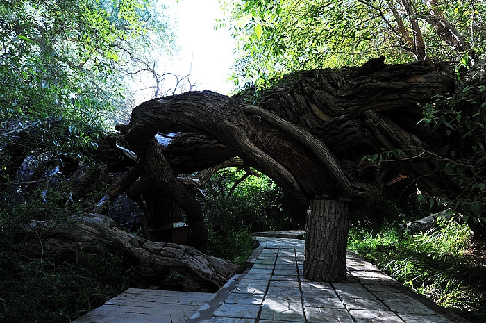 在那遥远的地方（之十 库车老城－库车王府－大清真寺－天山神木园－阿克苏） - 小鱼滋味 - 小鱼滋味