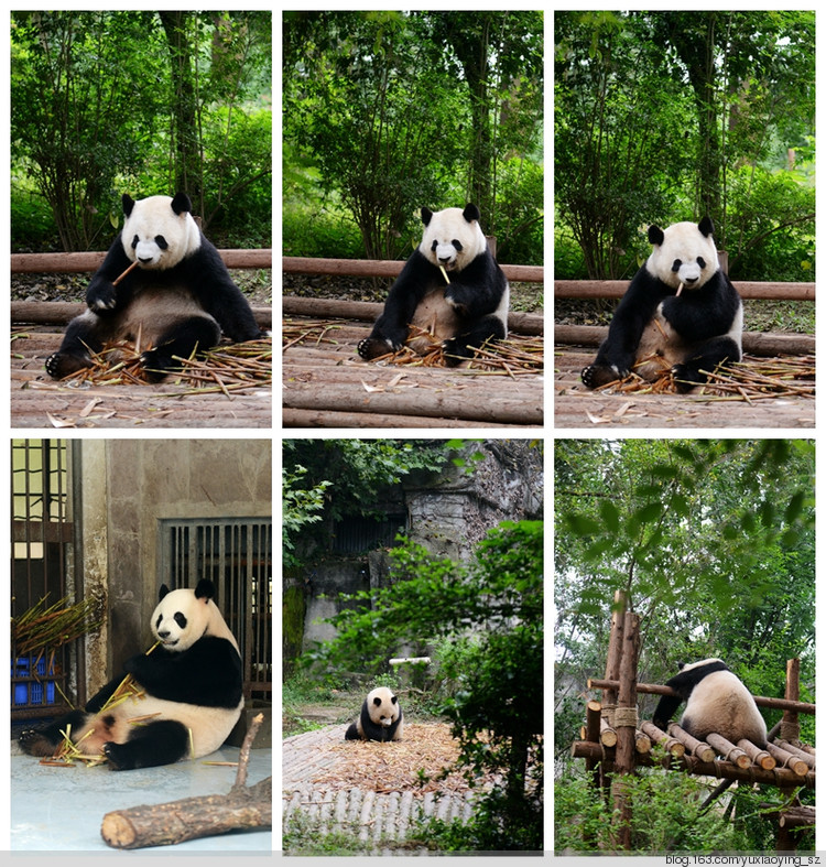 【带着宝宝去旅行】 成都 熊猫基地  锦里 - 小鱼滋味 - 小鱼滋味